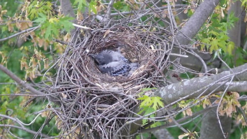 Серая ворона (Corvus cornix).часть 2