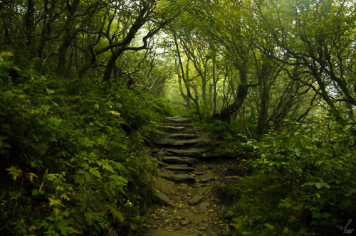 frolicingintheforest:Mountain forest. 