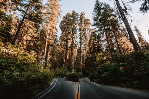 jasonincalifornia:Summer Road Trips in the Giant Forestwww.society6.com/jasde