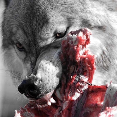 hauntedwound:werewolf girl