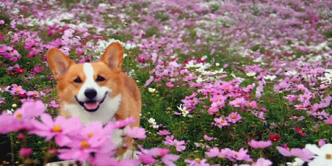 nosdrinker:  I want to be as happy as this dog 