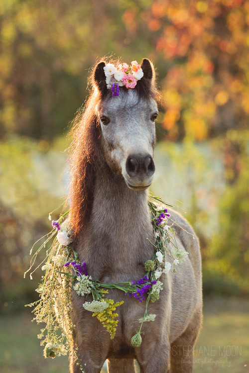 megarah-moon:  “Flower Ponies” by Stephanie Moon 