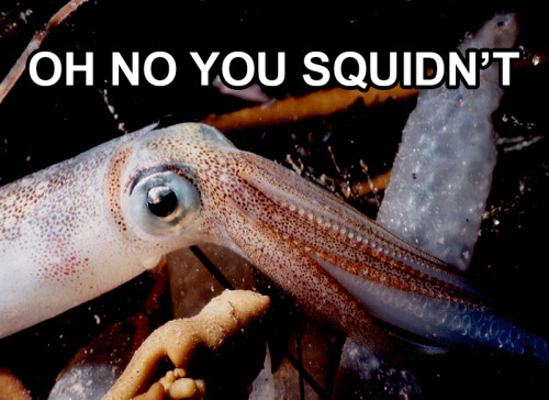 thequillotine:Someone on Twitter requested some squid memes, so I made these.@astraldepths !!!!!!!!!