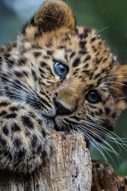 cute-overload:  Leopard cub by Sarah Waltonhttp://cute-overload.tumblr.com