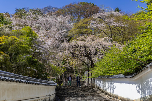 春彩の寺