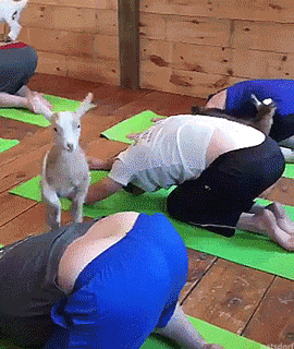 thenatsdorf: Kidding around in yoga class. adult photos
