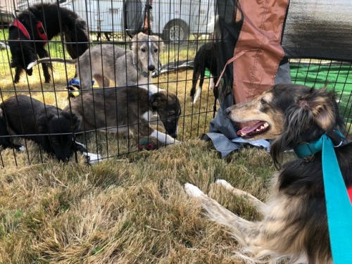 the-pasta-pack: ofcarnivora: Look at these silken puppies!! They still need a home Whyyy would you p
