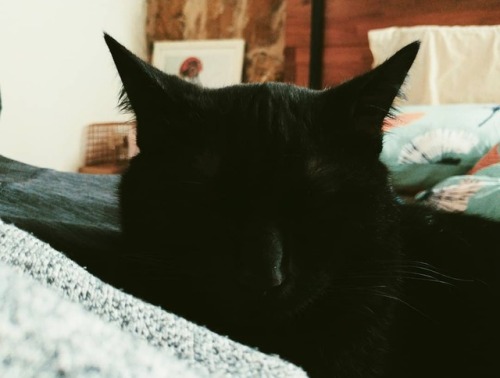 Panthera #blackcatsofinstagram  www.instagram.com/p/BtEo0AGgI-F/?utm_source=ig_tumblr_share&
