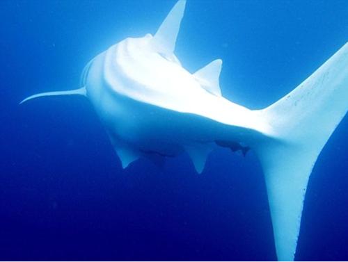 trynottodrown:  A majestic rare albino whale shark graces the ocean Sometimes, Nature puts on a show that leaves Man awestruck. And these spectacular displays by two denizens of the deep left all who saw them beguiled by their grace and beauty. Divers