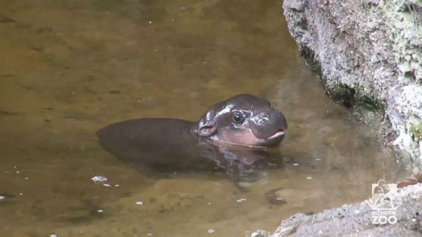 boredpanda:    Endangered Baby Pygmy Hippo Takes First Public Swim In Australia’s