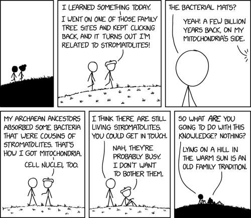 [Cueball and Beret Guy walk up a grassy hill.]

[They continue and reach the summit.]
Beret Guy: I learned something today.
Beret Guy: I went on one of those family tree sites and kept clicking back, and it turns out I'm related to stromatolites!

Cueball: The bacterial mats?
Beret Guy: Yeah! A few billion years back, on my mitochondria's side.

Beret Guy: My Archaean ancestors absorbed some bacteria that were cousins of stromatolites. That's how I got mitochondria.
Cell nuclei, too.

Cueball: I think there are still living stromatolites. You could get in touch.
Beret Guy: Nah, they're probably busy. I don't want to bother them. 

Cueball: So what are you going to do with this knowledge? Nothing?
Beret Guy: Lying on a hill in the warm sun is an old family tradition.