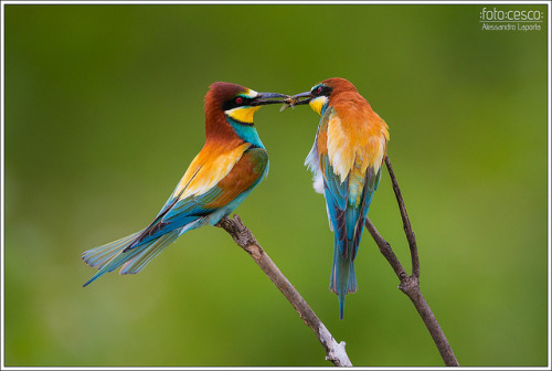 Merops apiaster - &ldquo;Lo scambio&rdquo; by Alessandro Laporta Photographer on Flickr.