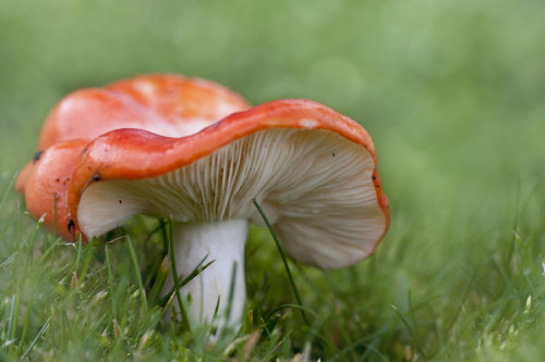 doomhope:blooms-and-shrooms:Skirt up by SarahharaS1 [image description: Photo of a red mushroom
