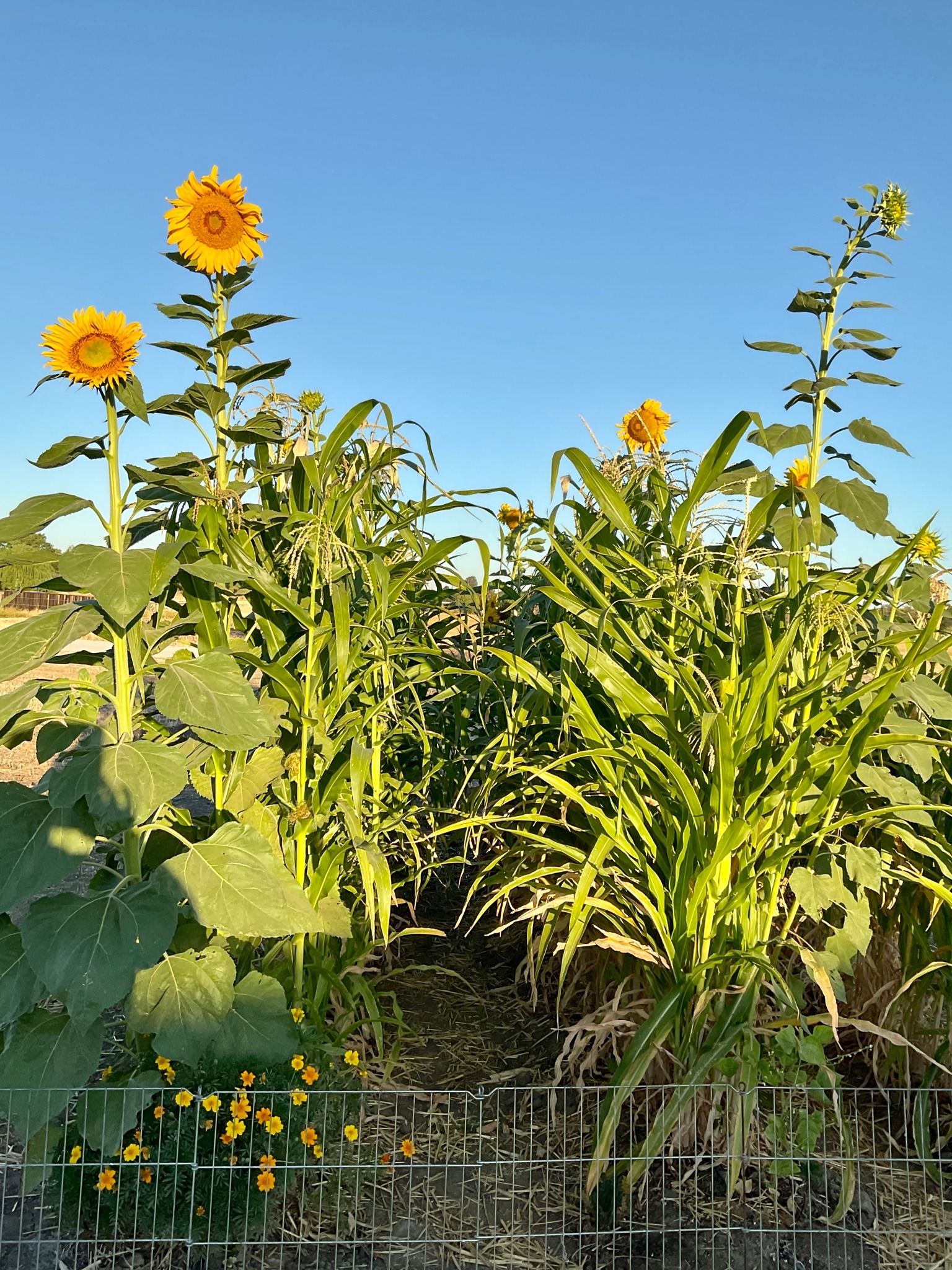 The same two rows of corn and sunflowers, frame almost identically. The sunflowers in the foreground have now opened up into huge yellow flower heads.