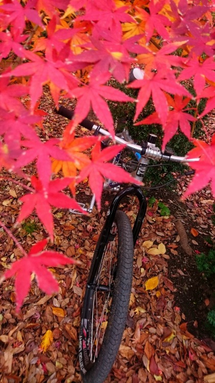 krs955:autumn colours of Japanese maple leaves.