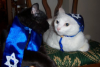 tami-taylors-hair:yehudah:compilationHappy Hanukkah to all my Jewish human friends and Happy Hannukkat to their cats!