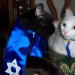 tami-taylors-hair:yehudah:compilationHappy Hanukkah to all my Jewish human friends and Happy Hannukkat to their cats!