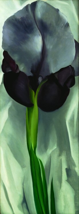 dark iris no 1, 1927