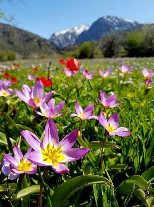 Springtime in the White Mountains, Crete, Greece. Photo by Manos Petrakis. 