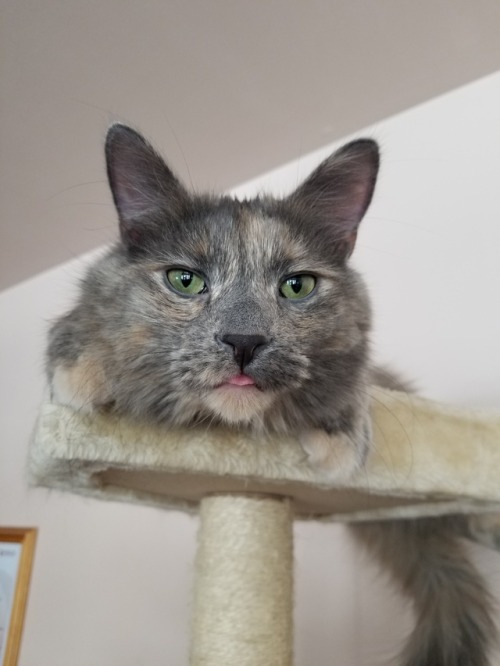 queenofthelanternfish - This is the new year’s blep, reblog for a...