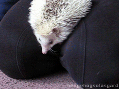 hedgehogsofasgard:  Whoops! 