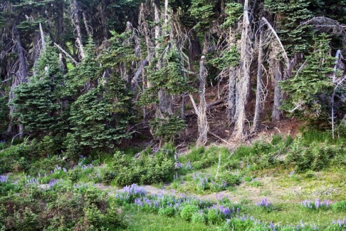 bright-witch: Hurricane Ridge ♢ Print Shop ♢