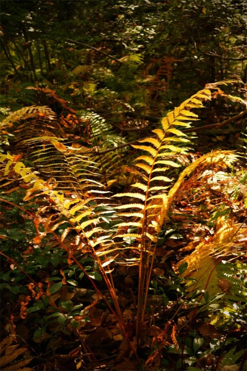 Sunlit Ferns, October 2013