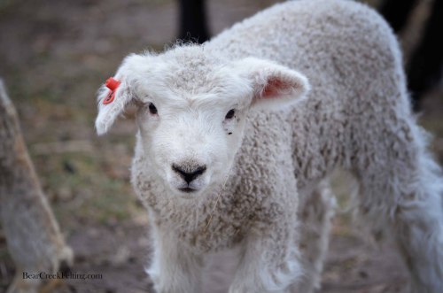 bearcreekfelting:Baby Lambs at the Bear Creek Ranch