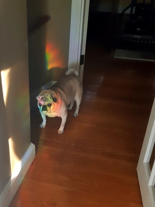 stinkywrinkles: My rainbow boy!