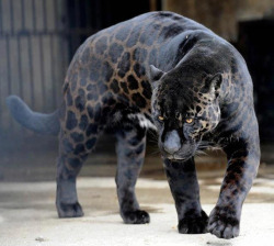opcion:  A black panther is typically a melanistic color (by Reza Ahmeds)