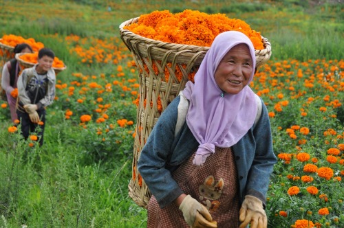 fotojournalismus:Farmers pick marigolds in Minzu village, Weining County in Guizhou, China on August