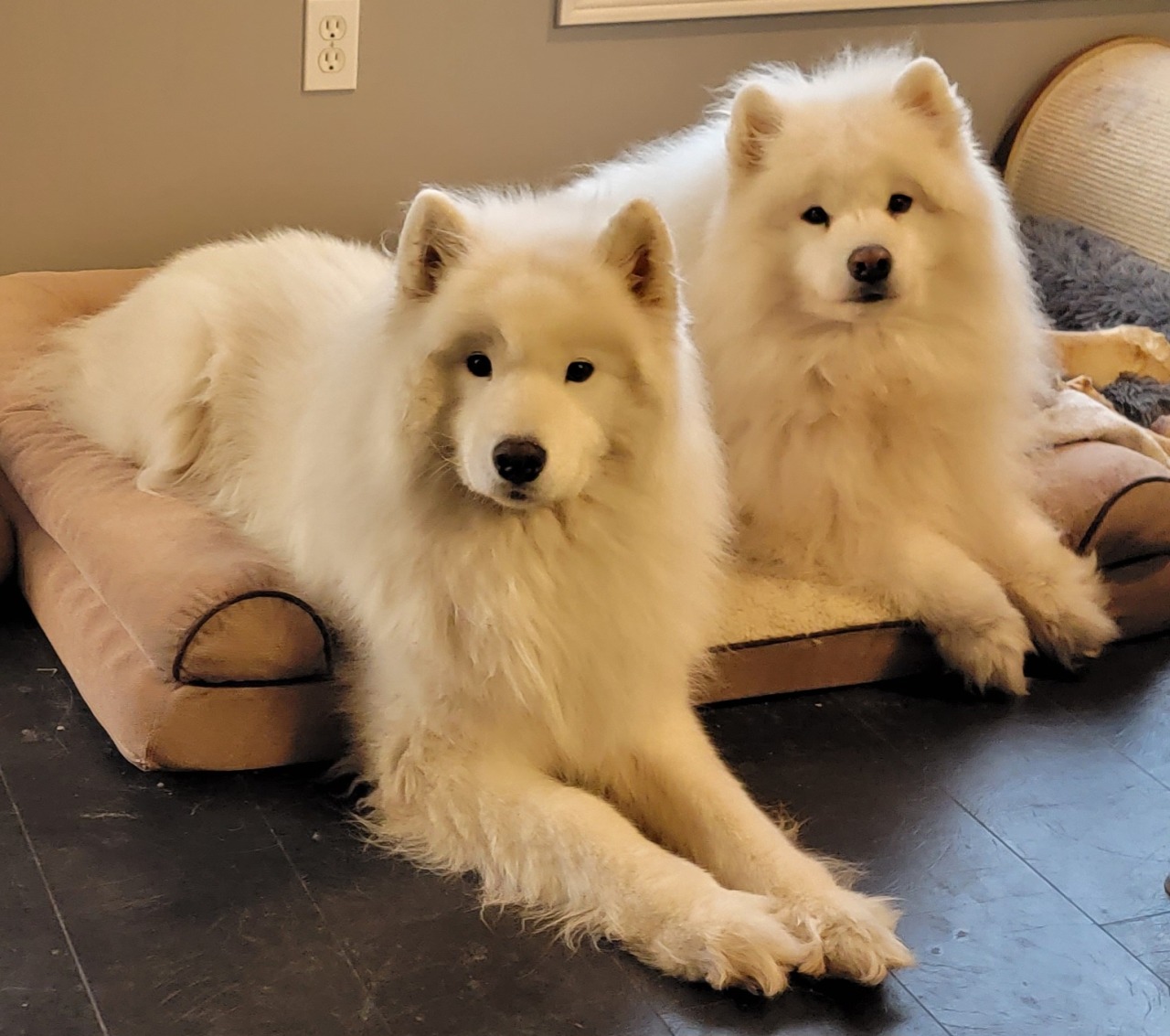 FloofySamoyeds