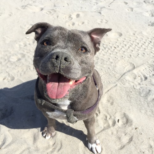 earth-yogini:Minnie loves the beach.