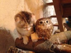 feathercut:Kitten and owlet friendship (source)