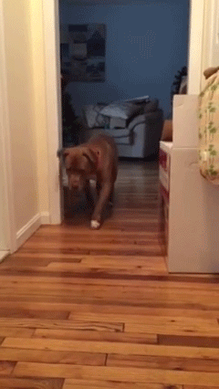 sizvideos:    Did you ever see a dog tip-toe? Watch the full video 