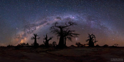 sh0velknockout:  just–space:  A moonless starry night over Botswanas Baobab trees  By Hendri Venter js