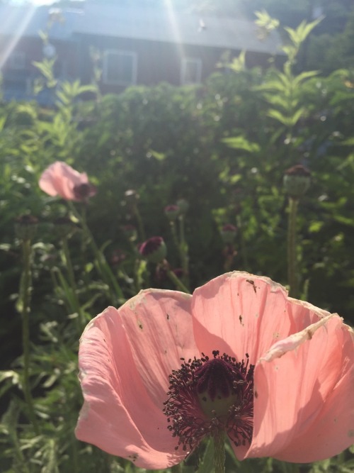 thrilled-d:pentachondra:natureAll things nature