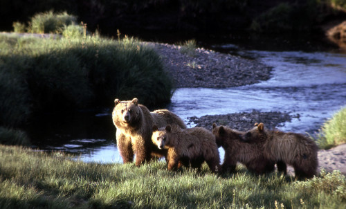 US Fish and Wildlife: Continue the Conservation of the Yellowstone Grizzly US Fish and Wildlife is c