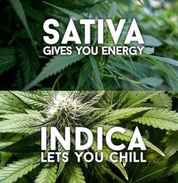 kushtimeagain:  Sativa/indica