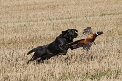 gentlemanbobwhite:  gentlemanbobwhite