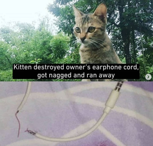 justcatposts:What a good kitten