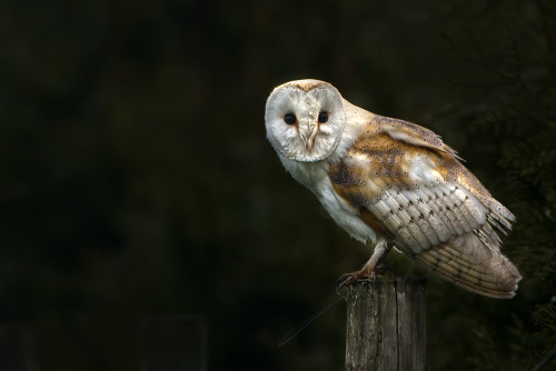 firmamente:  Barn Owl by Nigel Pye
