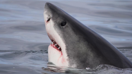 hellolovelyscientist:nikosaurushex:naomster:thatsociallyawkwardfan:silverhawk: i think one of my fave shark facts is this thing that some species of sharks do where they sorta peek their heads out of the water to see whats above the surface…..its called