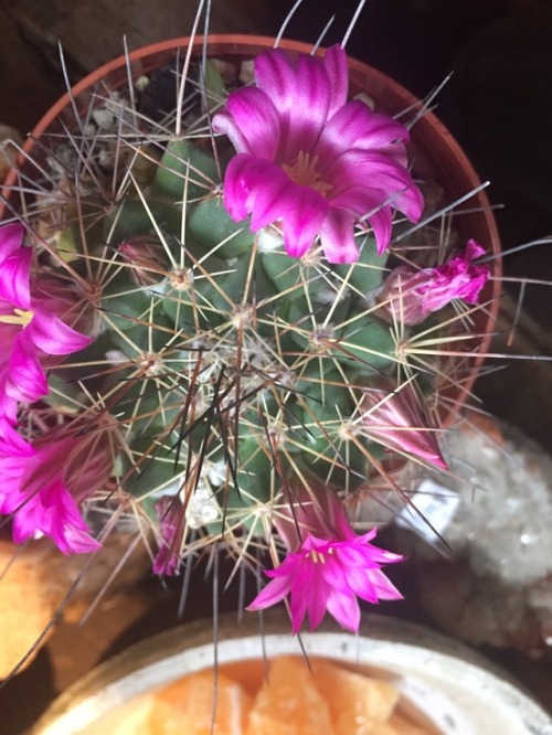 Cute little cactus flowers. 