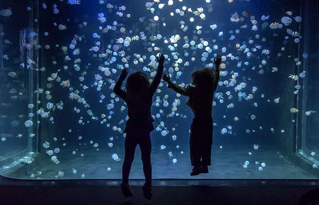 pearlsgay:  culturenlifestyle:Stunning Images Of Jellyfish At The Vancouver Aquarium 