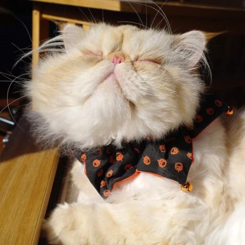 Fall is in the air. #fluffypantsdaily #catsofinstagram #catsoftumblr #catstagram #himalayan #persian