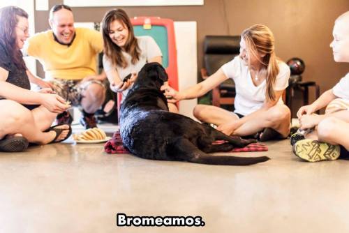 chicles-bomba:   La historia de Duke. Un perro desahuciado.   Por motivos de la vida, motivos que no podemos entender,  que simplemente no tienen explicación.  Existen miles de historias como la de él. Demasiado dolorosas, demasiado irreales. De