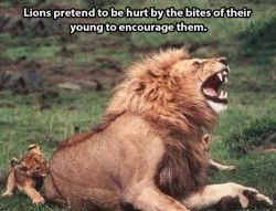 giantgagofficial:  Funny pictures of the day (98 pics) Lions Pretend To Be Hurt By The Bites Of Their Young To Encourage Them