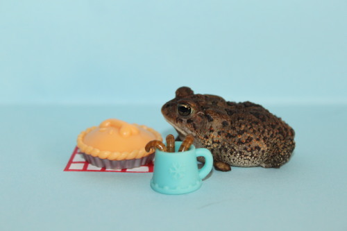 jappomutt: This little shit is Pudgington.He’s a one legged toad who wants to promote body pos