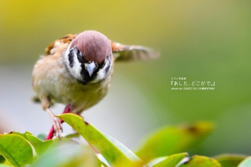 tokyo-sparrows:‪華麗なユリちゃんもいいけど、ドジっ子のぼくらもいいでしょ？‬..#幸せはいつも足もとにある#私を見つける #スズメ写真集『あした、どこかで。３』好評発売中詳しくは&ra